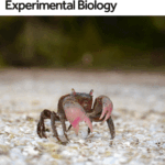 Cover of Journal of Experimental Biology featuring a photo of a crab