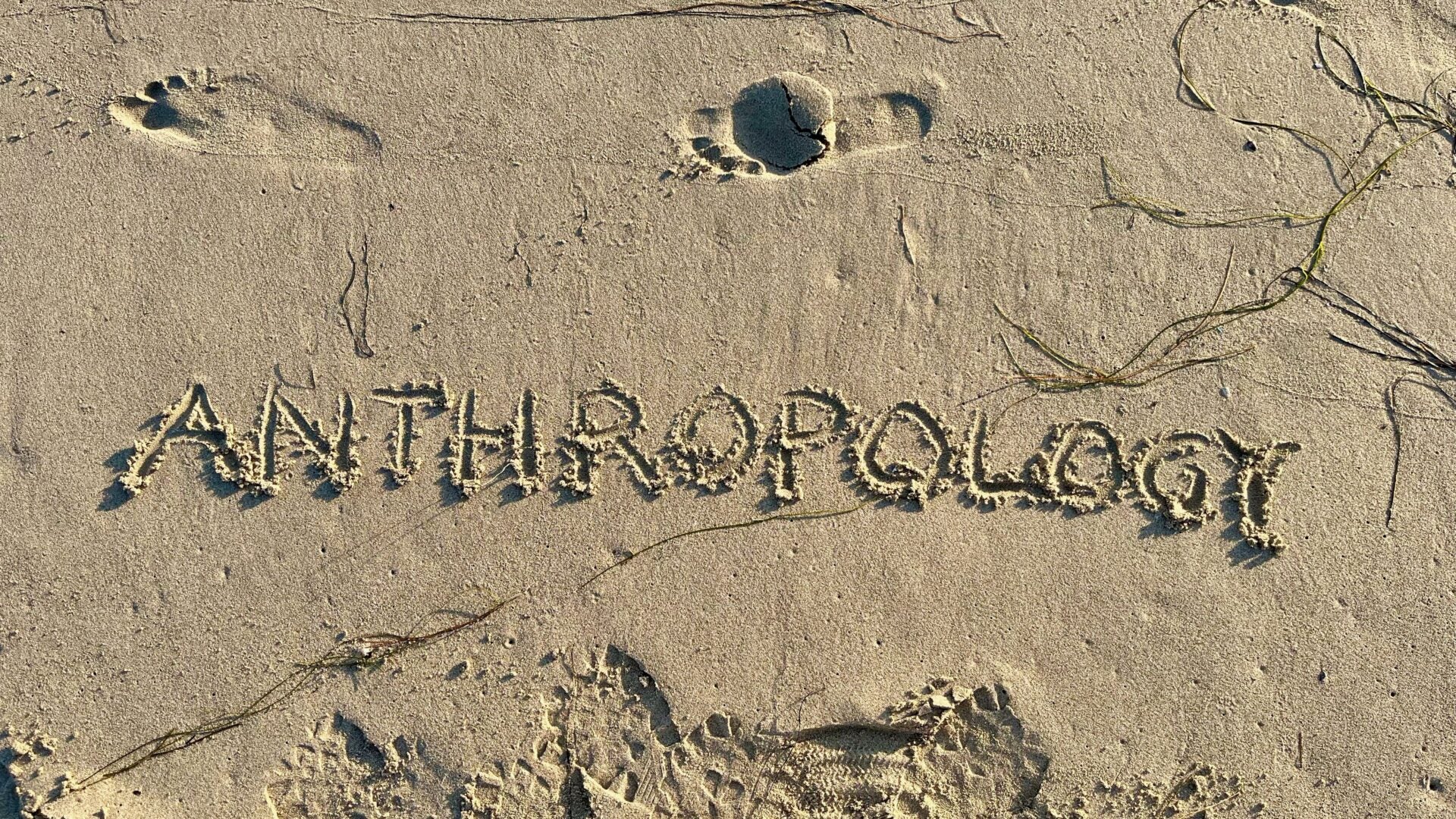 Courses Department of Anthropology