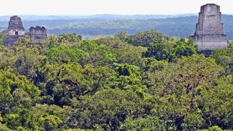 Photo of the canopy of Tikal National Park. Old Mayan ruins peak out from the treeline.