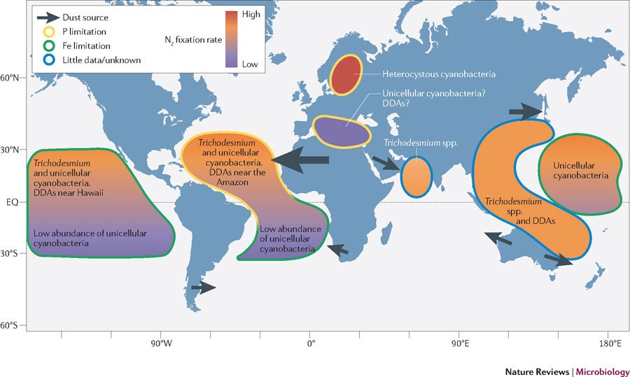 Emerging patterns in marine nitrogen fixation - Capone Lab
