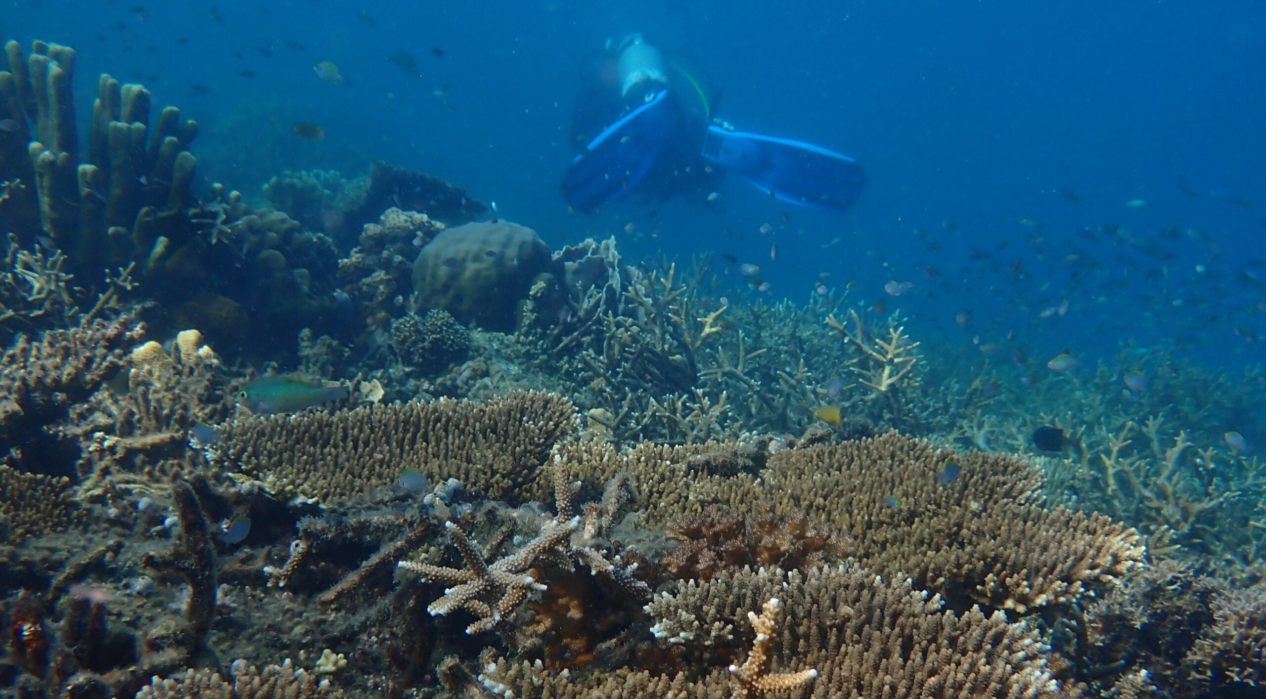 Engineering and Biology Researchers Collaborate to Aid Coral Reef  Restoration - UCF College of Engineering and Computer Science