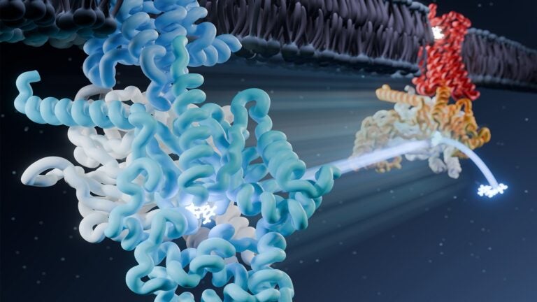 A path to safer painkillers – revealed by freezing opioids and their protein receptors in motion