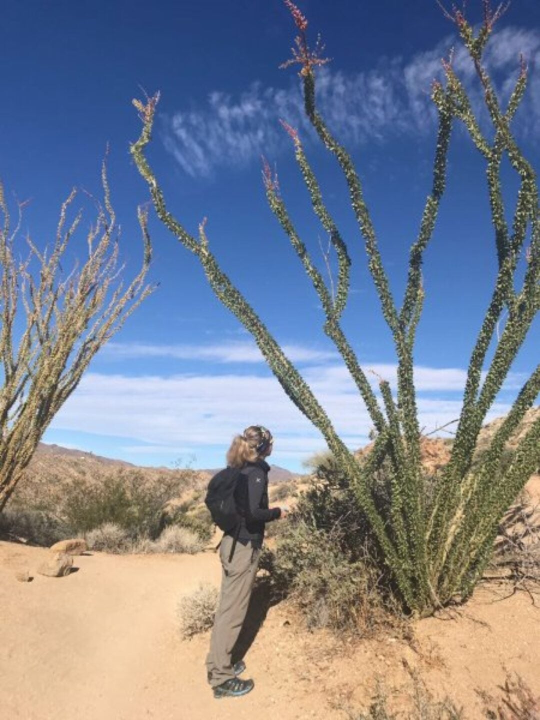 Joshua Tree National Park (CA, USA), November 2017