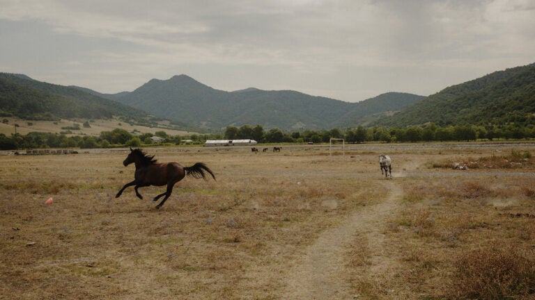 horse outside