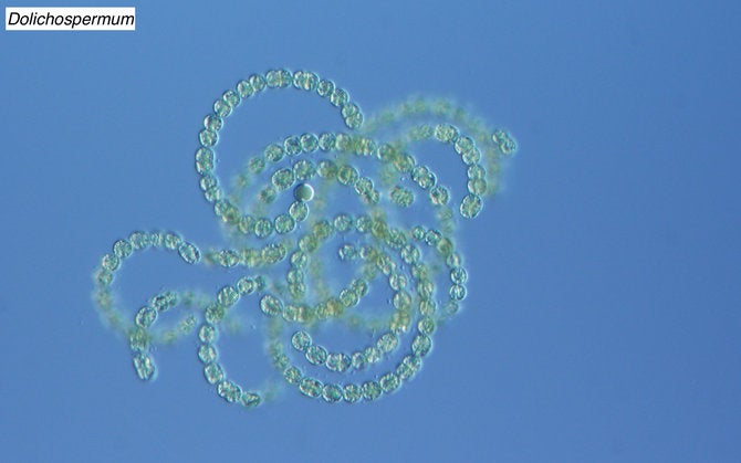 Samples from Clear Lake Oaks