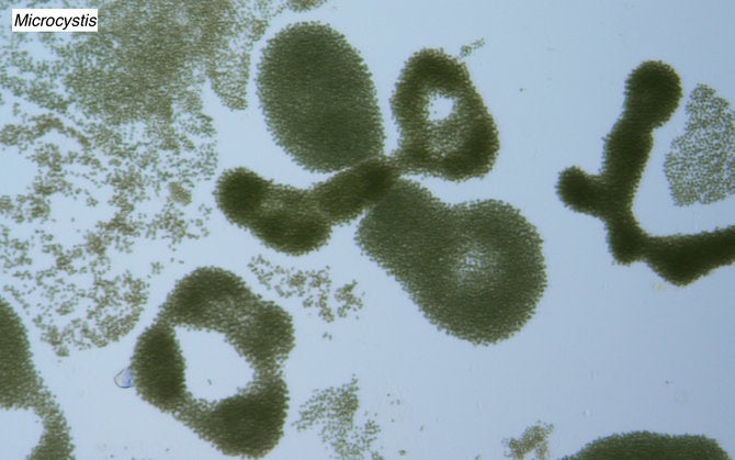 Samples from Clear Lakes First Key