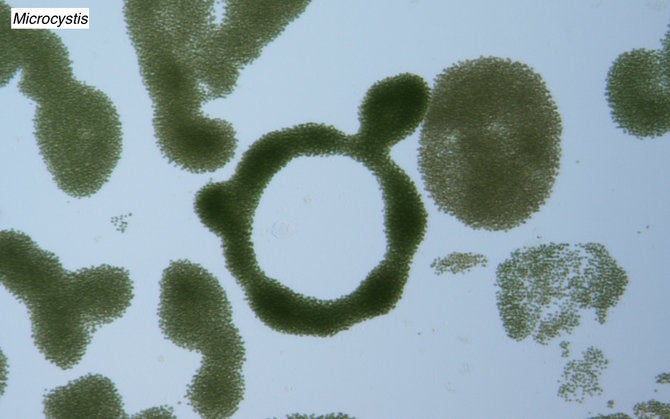 Samples from Clear Lakes First Key