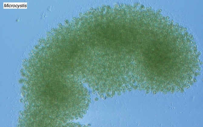 Samples from Clear Lakes First Key