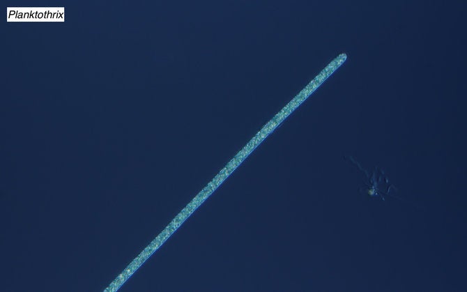 Samples from Clear Lake Clarks Island