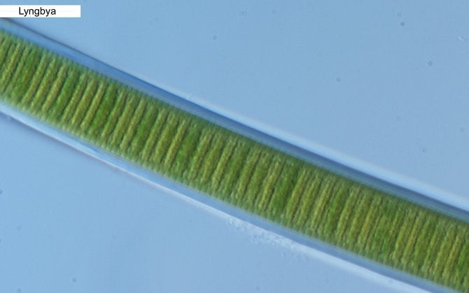 Samples from Los Penasquitos