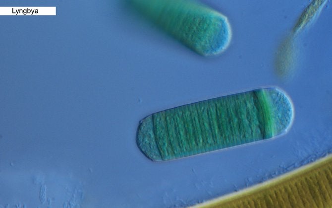 Samples from Los Penasquitos