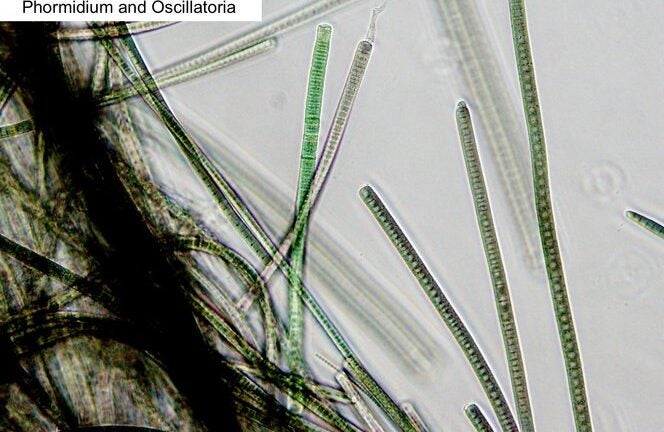 Topanga Estuary - Cyanobacteria Guide