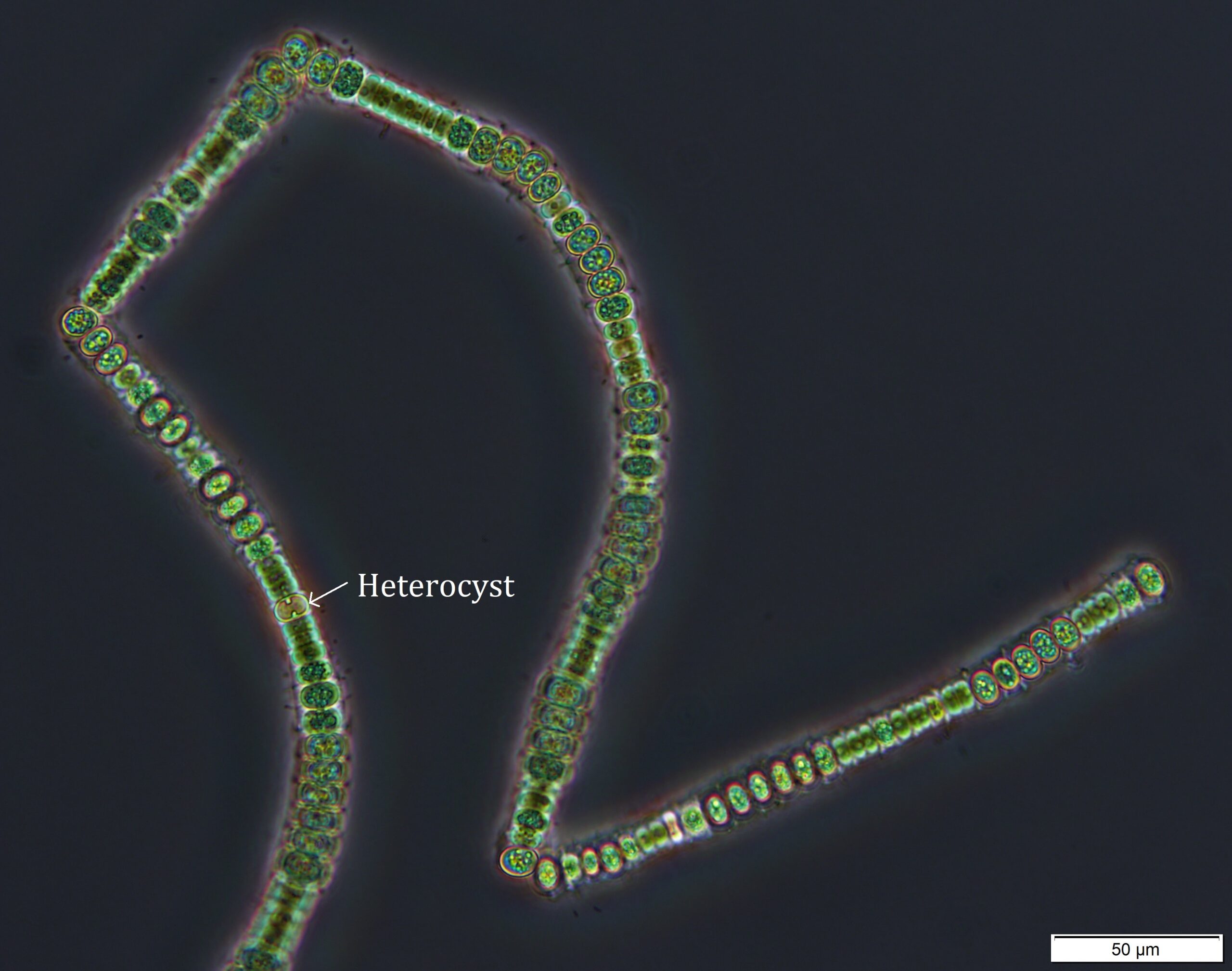 Nodularia