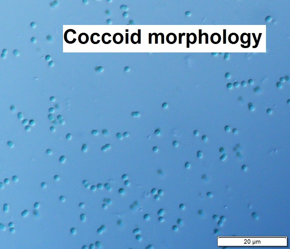 Anacystis - Coccoids