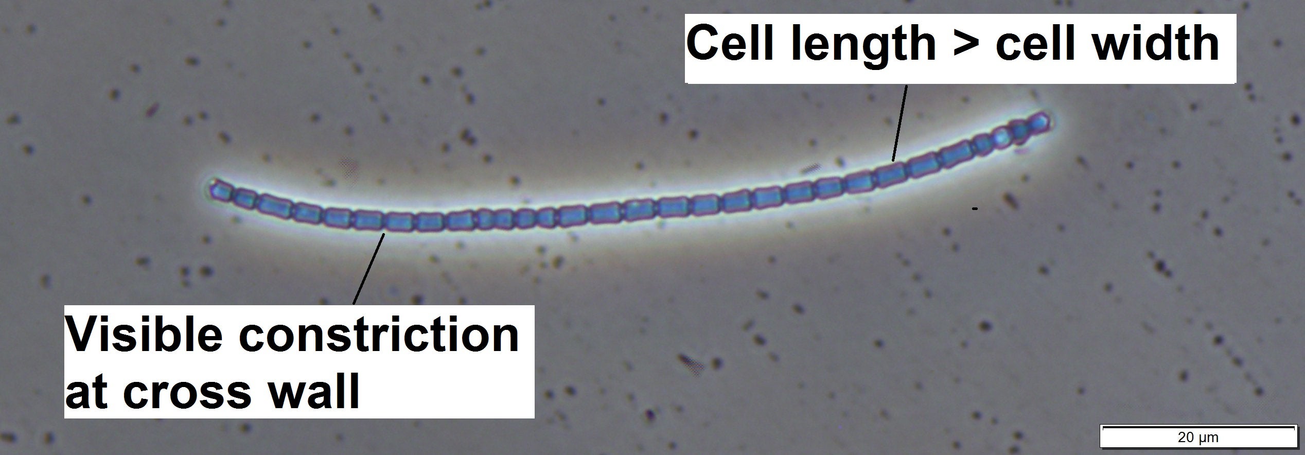 Leptolyngbya - Solitary Filaments