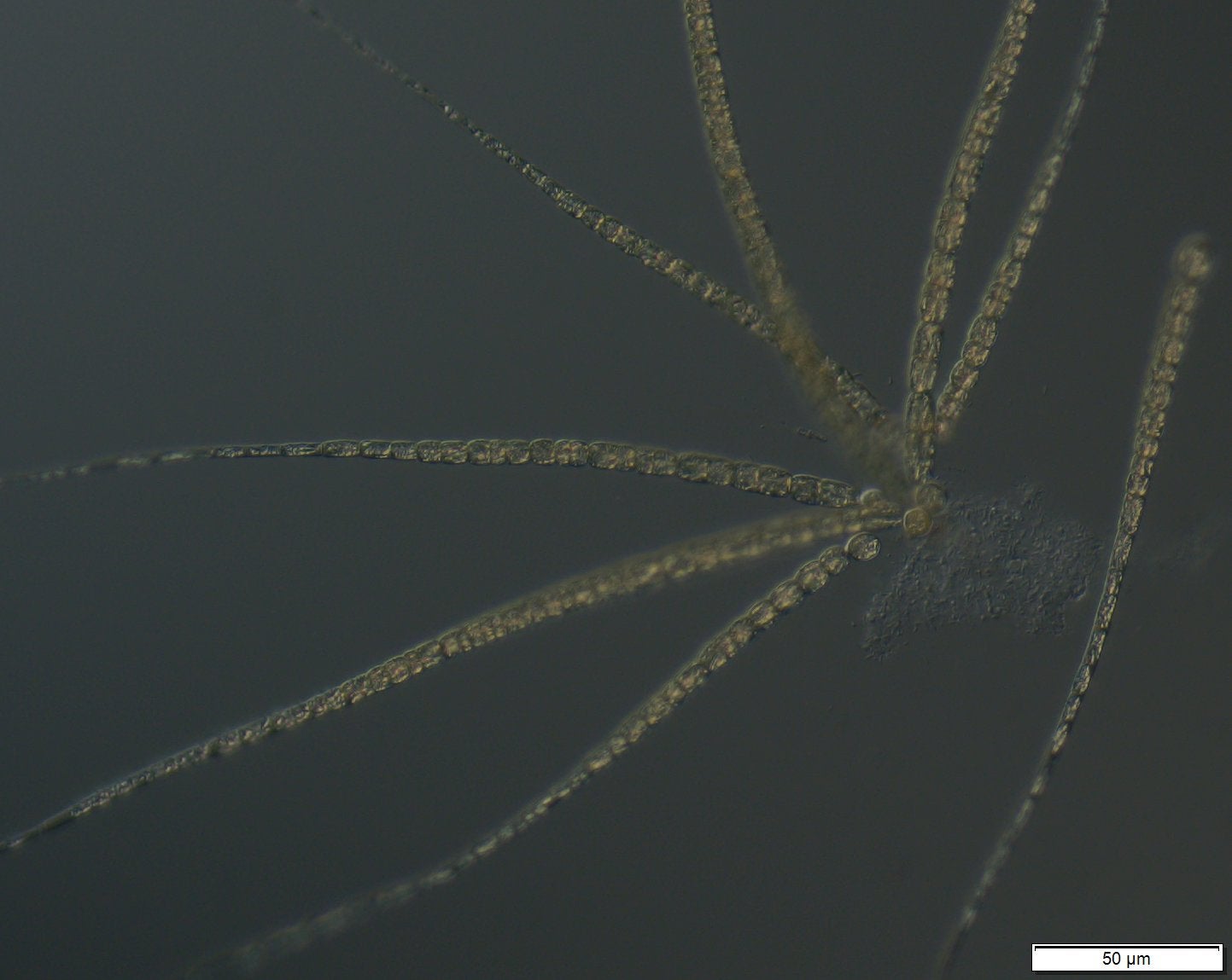 Gloeotrichia - Colonies of filaments