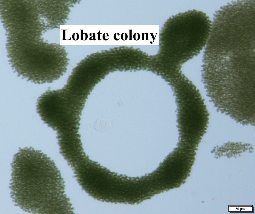 Microcystis - Colonies