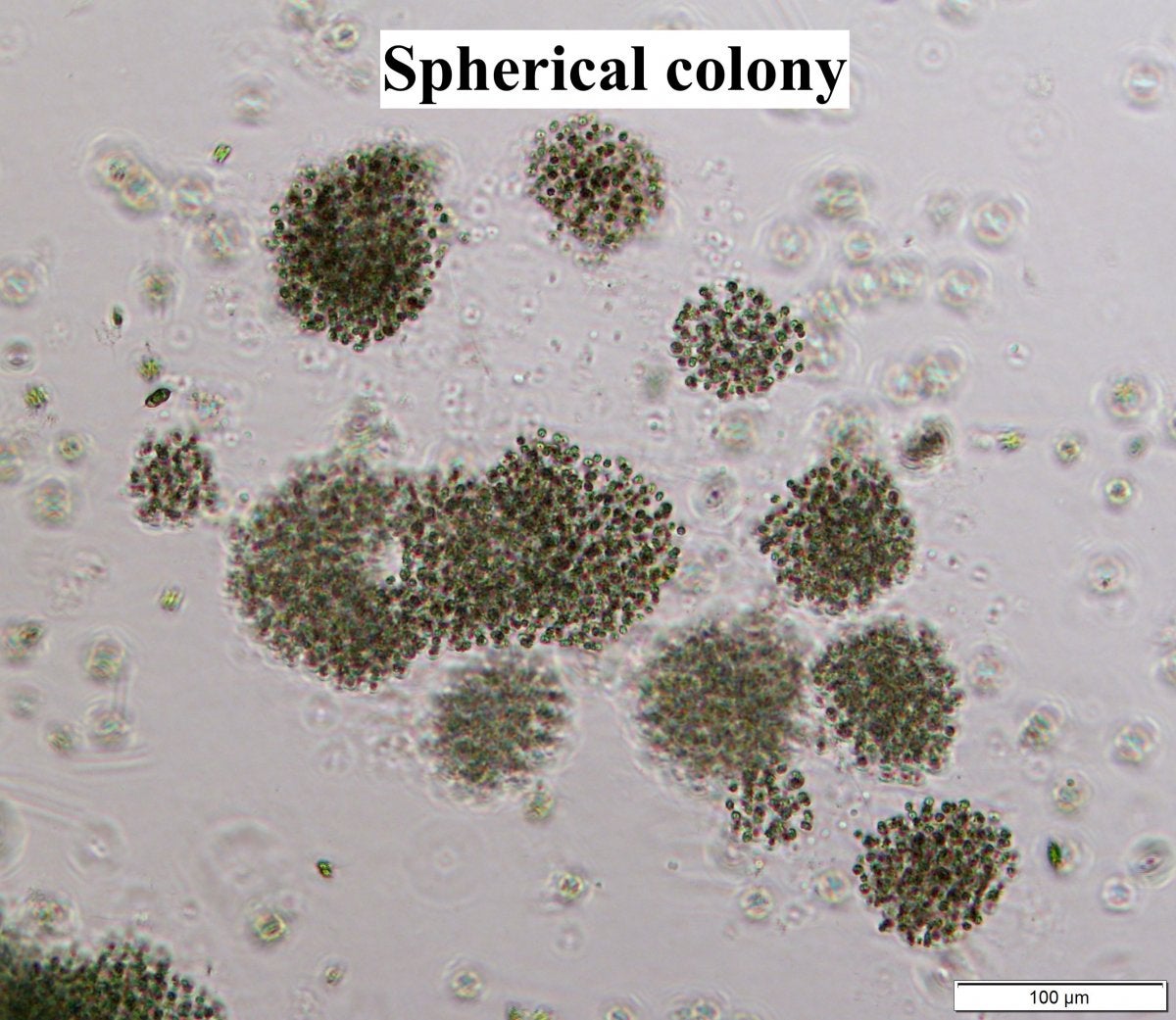 Microcystis - Colonies