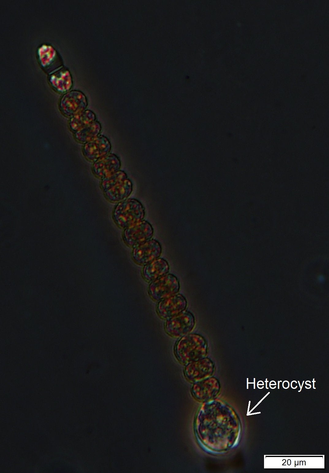 Gloeotrichia - Singular filaments