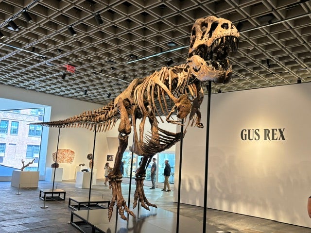 Tyrannosaurus rex fossil display