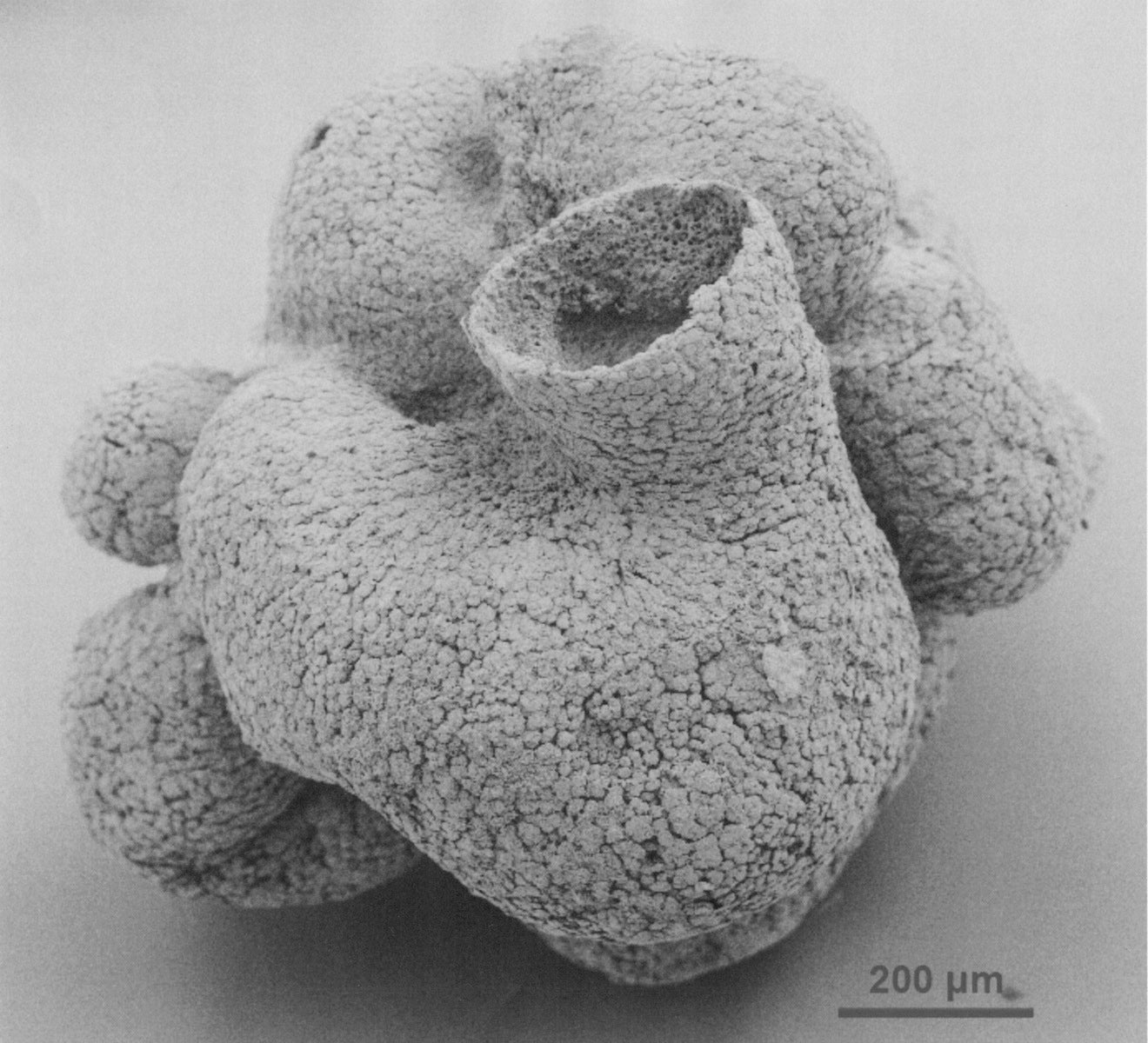 Fossil evidence of an ancient sponge