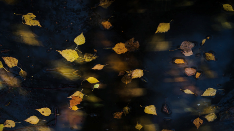 Leaves floating on water
