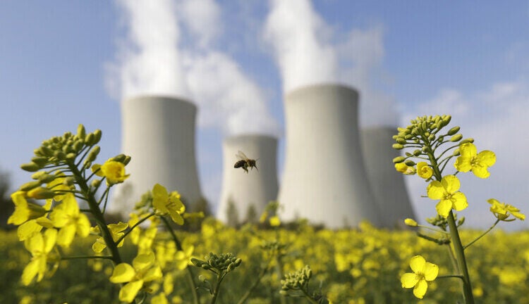 Yellow flowers and a bee in the foreground, with a nuclear power plant in the background