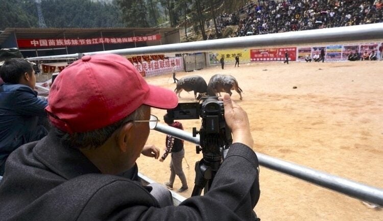 A man films two animals fighting in an outdoor Chinese arena using a video camera.