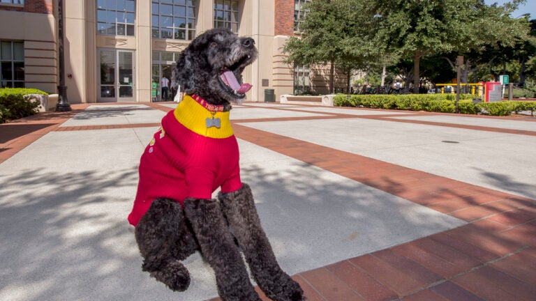 usc's wellness dog, beauregard, is excited