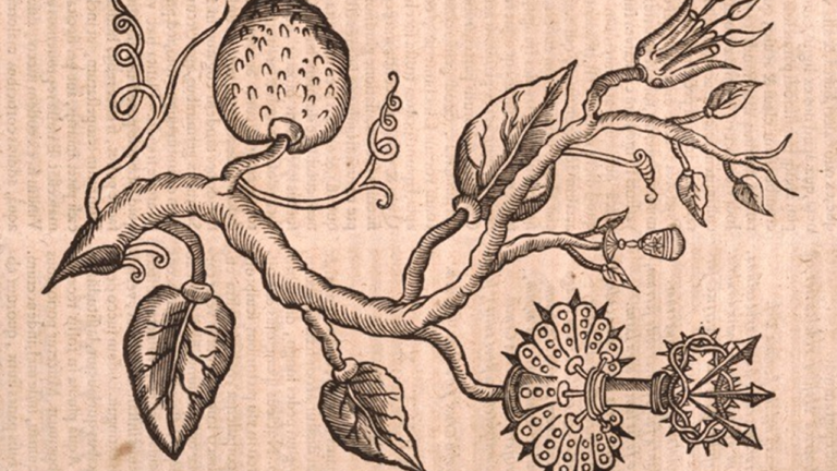 a passionflower from a 17th-century printed book