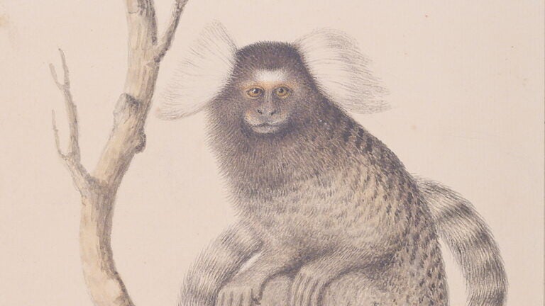 18th century watercolor painting of a Marmoset