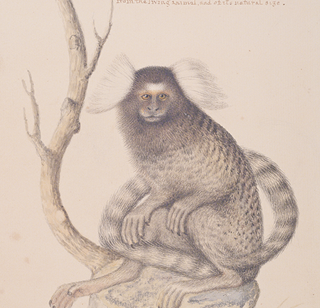 18th century watercolor painting of a marmoset