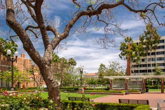 A tree and the greenery are at the forefront of this image that shows USC building in the background.
