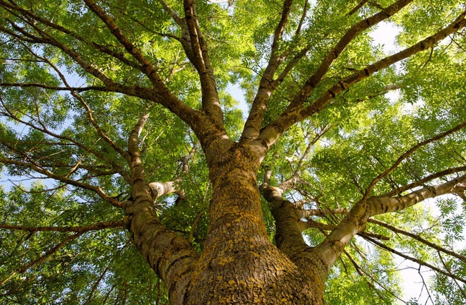 Photo of an urban tree