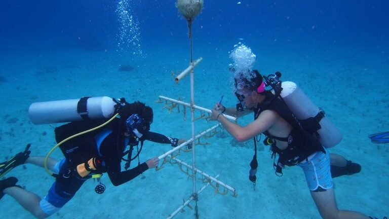 Photo of research being conducted underwater.