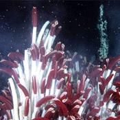 Deep Sea Hydrothermal Vent Communities