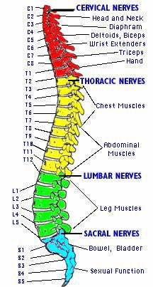 Diagram of a spine.