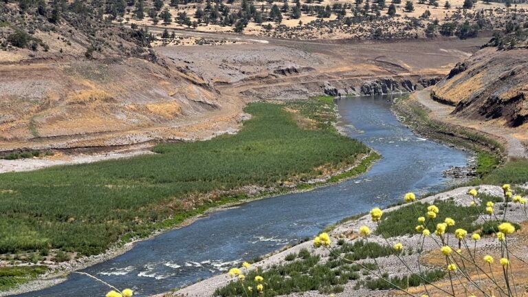 Klamath river cutting through dry valley with yellow mustard plant in the foreground