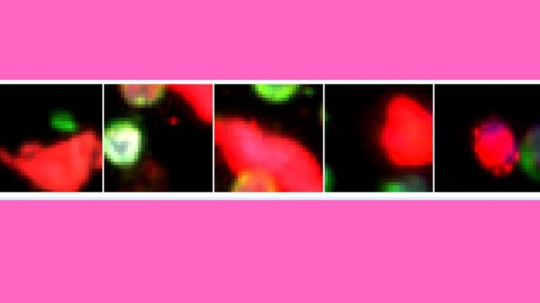 AI Tool – Rare Event Detection (RED)