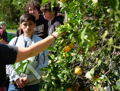 Students standing near and orange tree