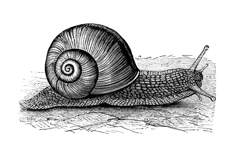 An line illustration of a snail