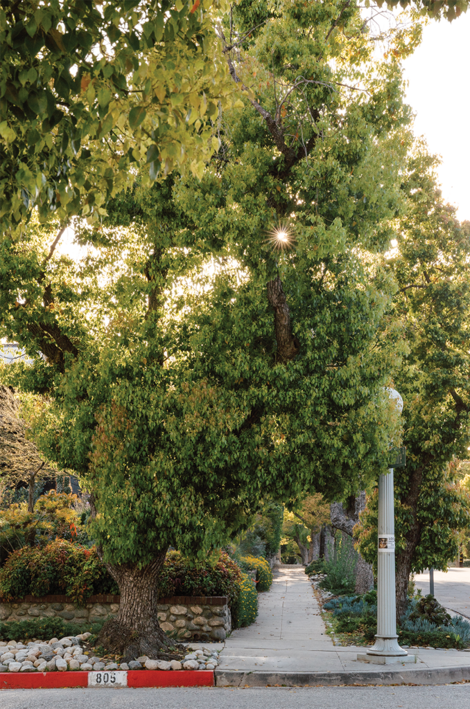 A lush, green tree standing prominently at the curb of a residential street, with sunlight filtering through the leaves and sidewalk lined with a diverse array of well-maintained plants.