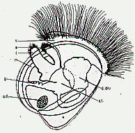  A diagram of a larval stage of the Pacific oyster