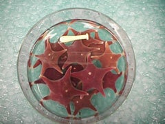 Adult Antarctic sea stars in a glass dish.