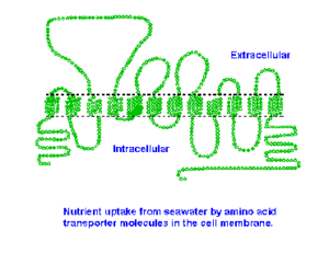 Diagram  showing the deduced amino acid sequence from a cloned cDNA. Proposed structure of the transporter molecule has 12 membrane-spanning domains.
