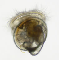 A microscopic photo of a Pacific cupped oyster