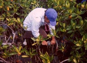 Mangrove Biocomplexity Research