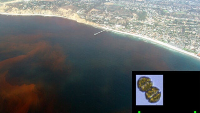 Toxic Red Tides: USC Scientist Tracks Neurotoxin-Producing Algae