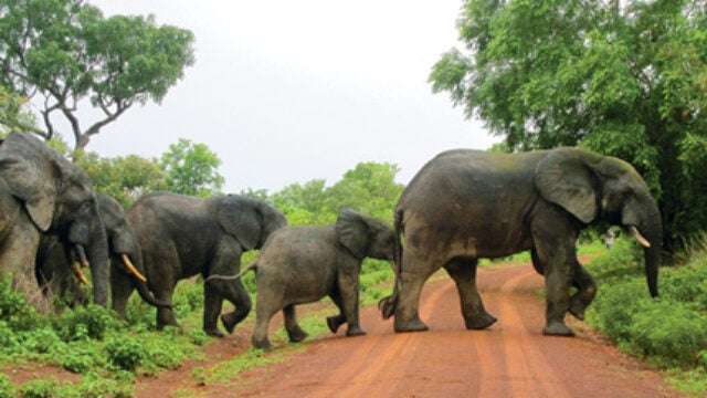 Not Following the Herd