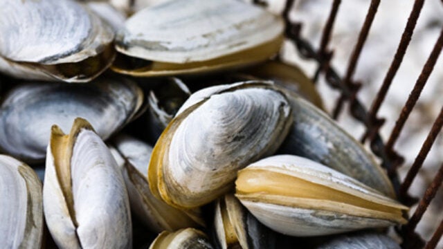 Curtailing Poisonous Shellfish